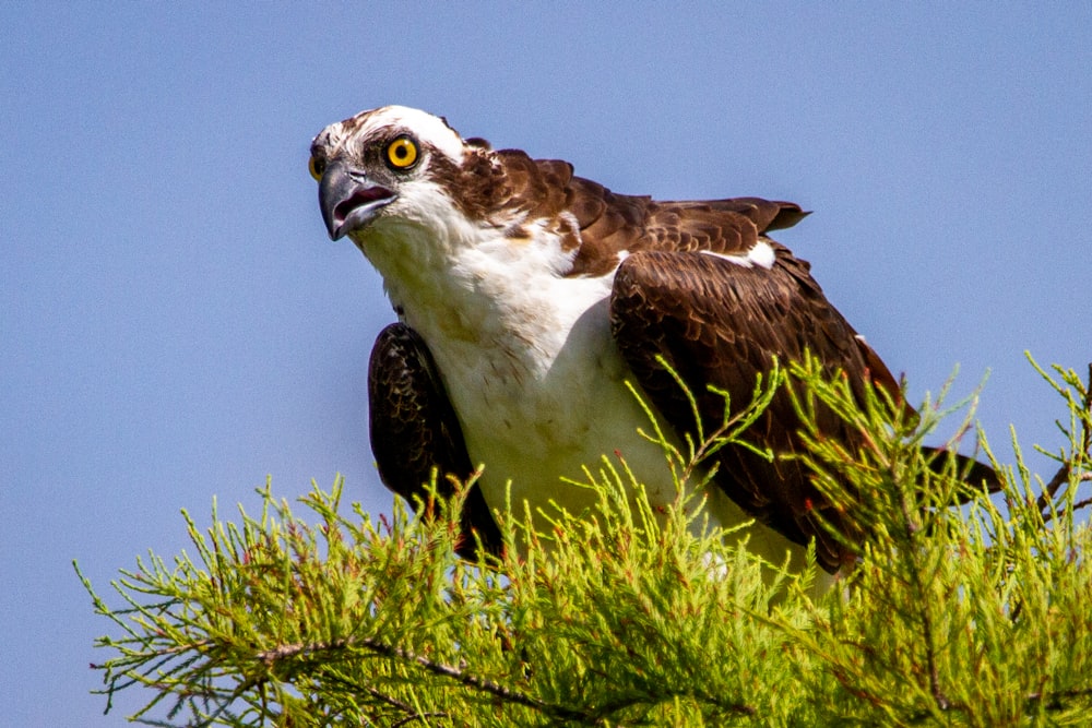 Un gran pájaro encaramado en la cima de la rama de un árbol