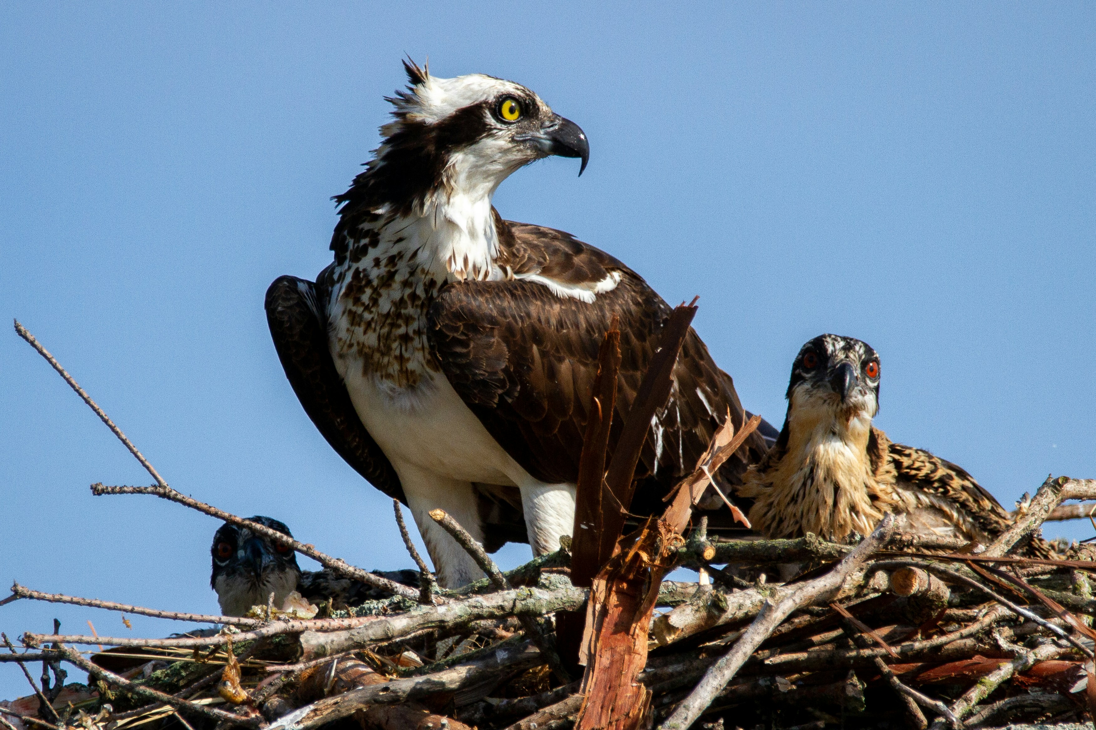 A mama osprey with her two chicks in the nest.