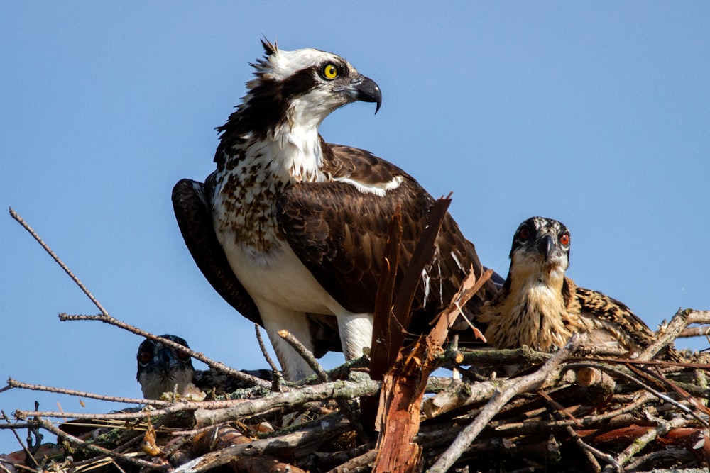 a large bird sitting on top of a nest