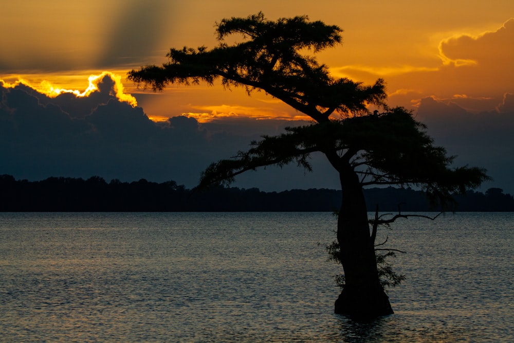 a lone tree in the middle of a body of water