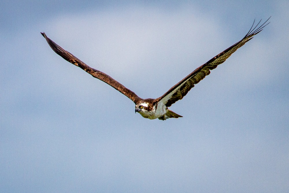 Un gran pájaro volando a través de un cielo azul