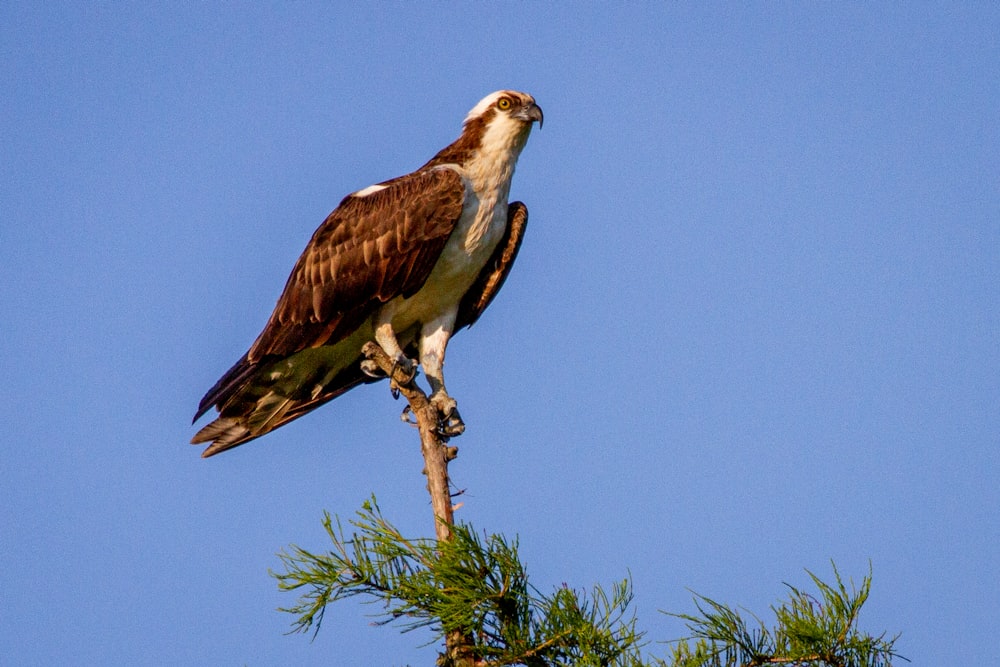 a large bird perched on top of a tree branch