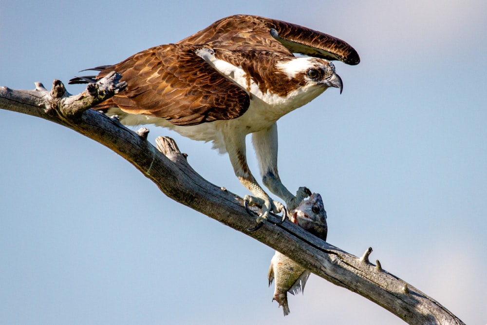 a large bird perched on top of a tree branch