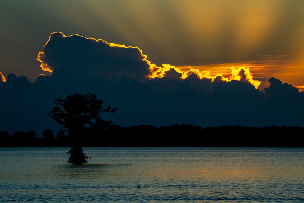 a tree in the middle of a body of water