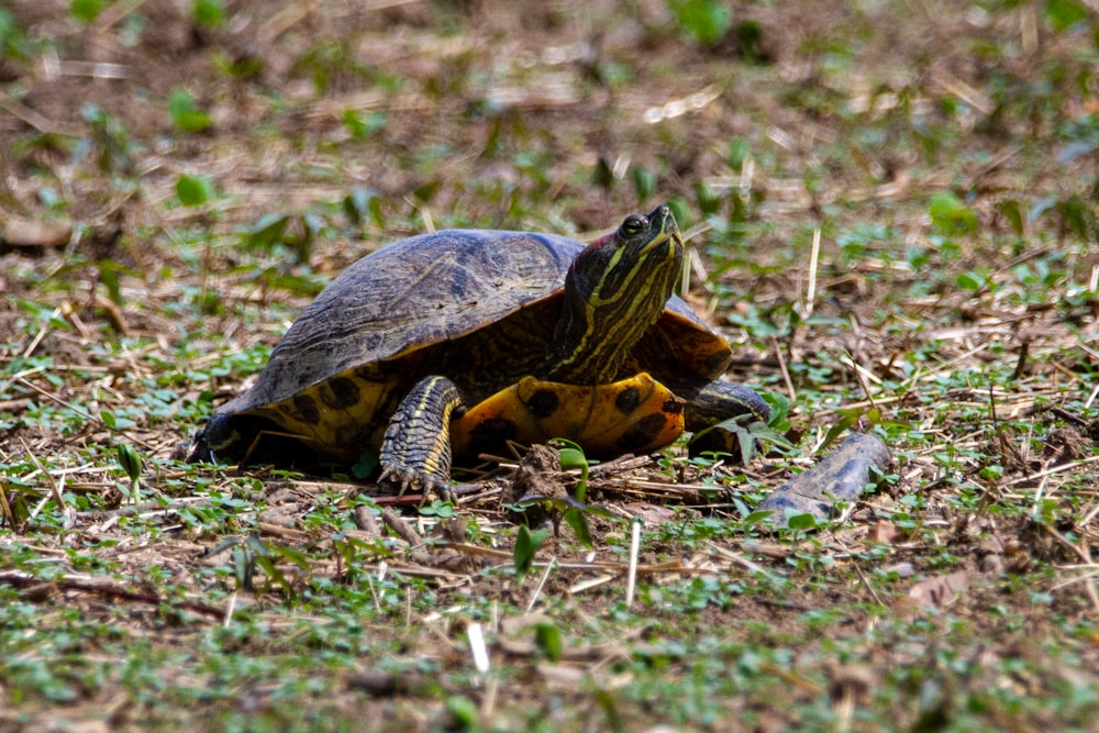 a small turtle sitting on top of a grass covered field