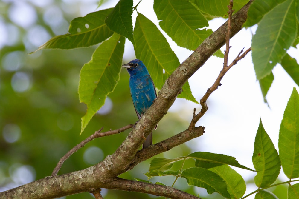 a blue bird sitting on a branch of a tree