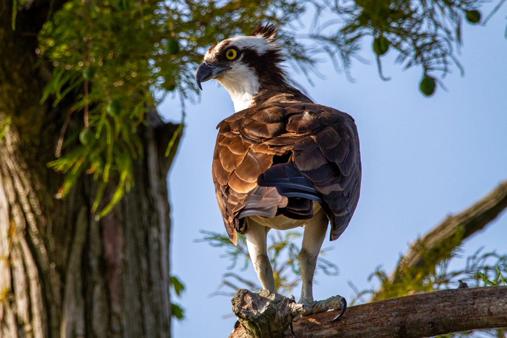 a large bird perched on top of a tree branch