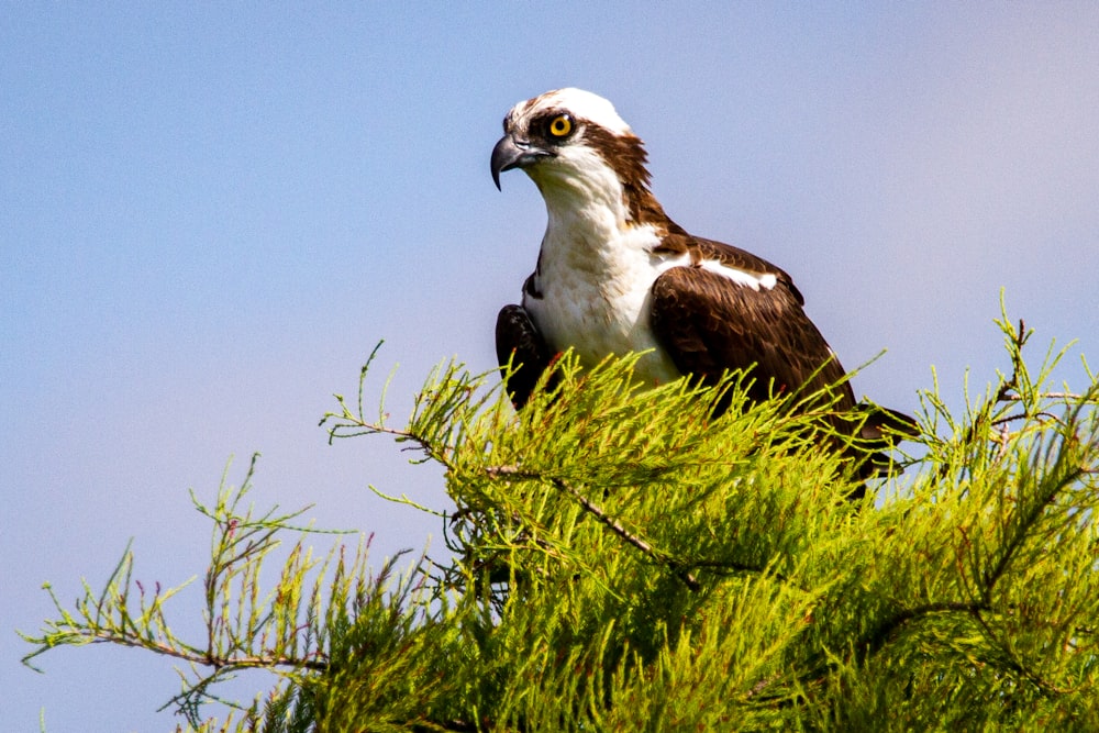 Un pájaro encaramado en la cima de la rama de un árbol