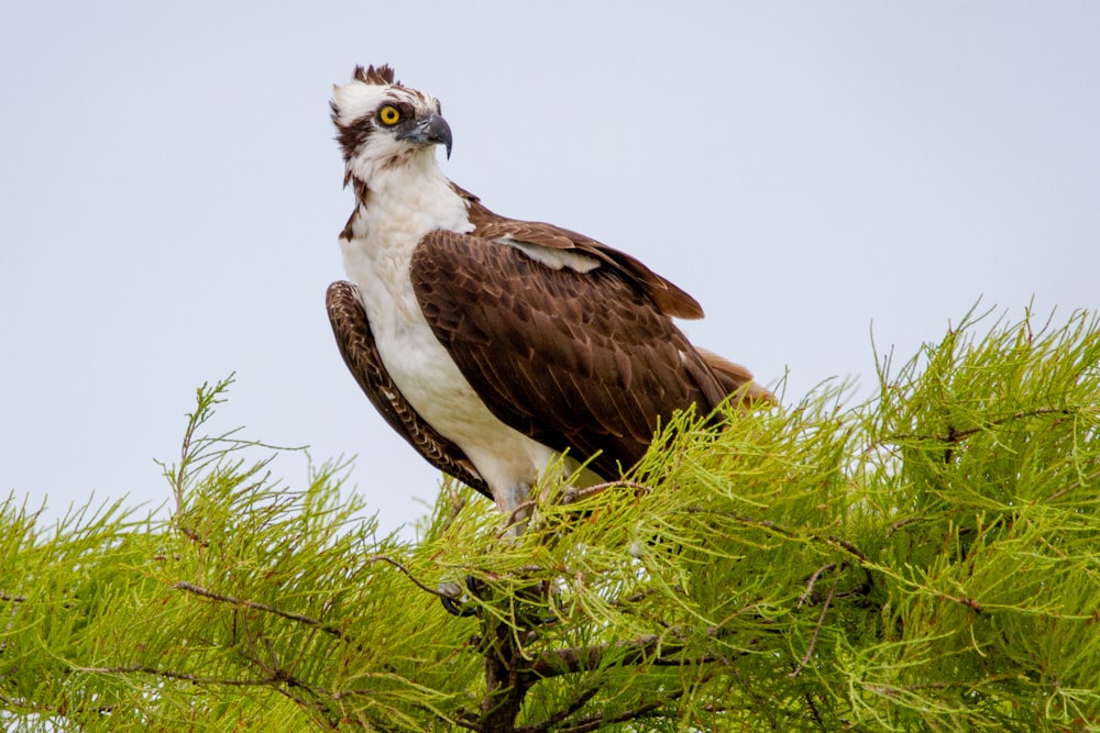 a large bird perched on top of a green tree