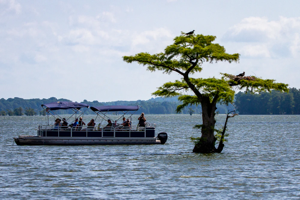 A pontoon boat with passengers cruising past a cypress tree