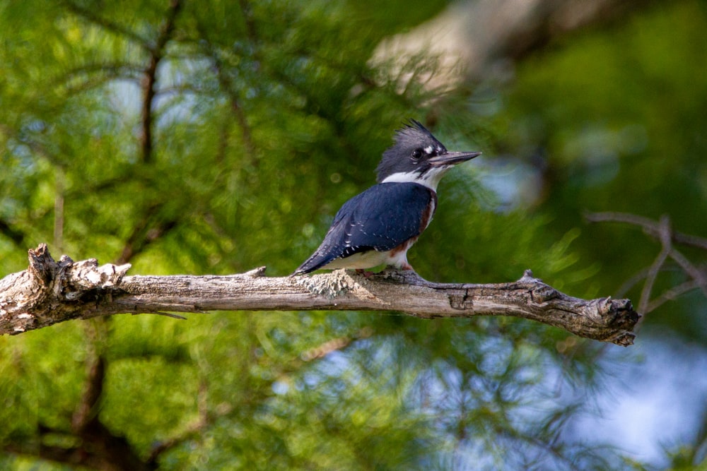 a bird sitting on a branch of a tree