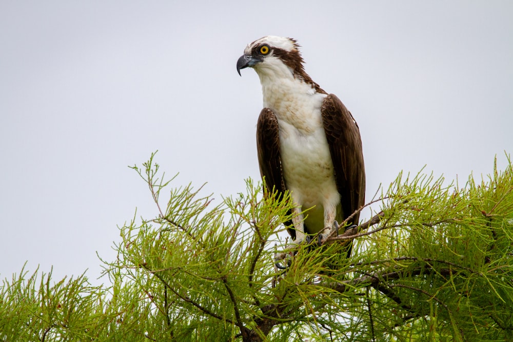 a large bird perched on top of a tree branch