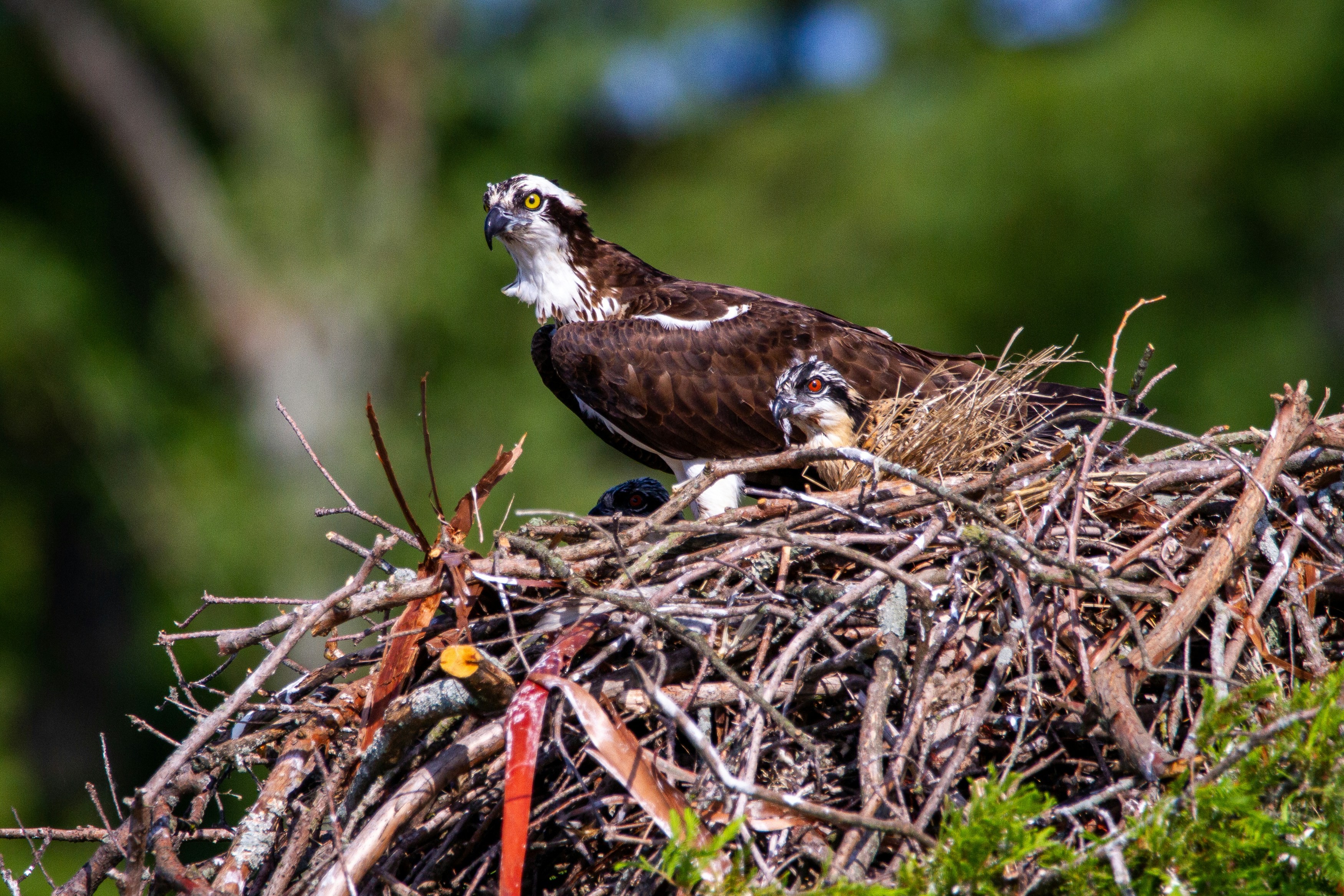 A mama osprey with her chicks in the nest.