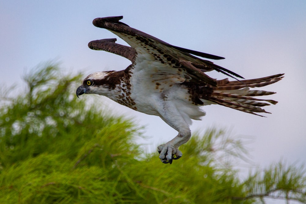 a large bird flying over a lush green forest