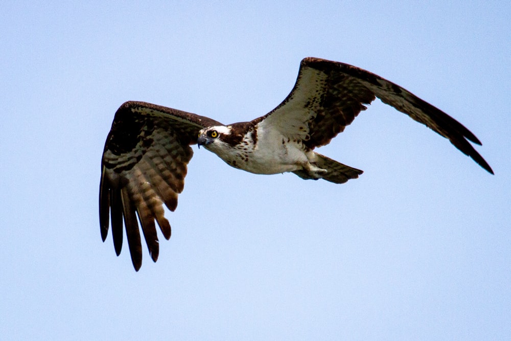 a large bird flying through a blue sky