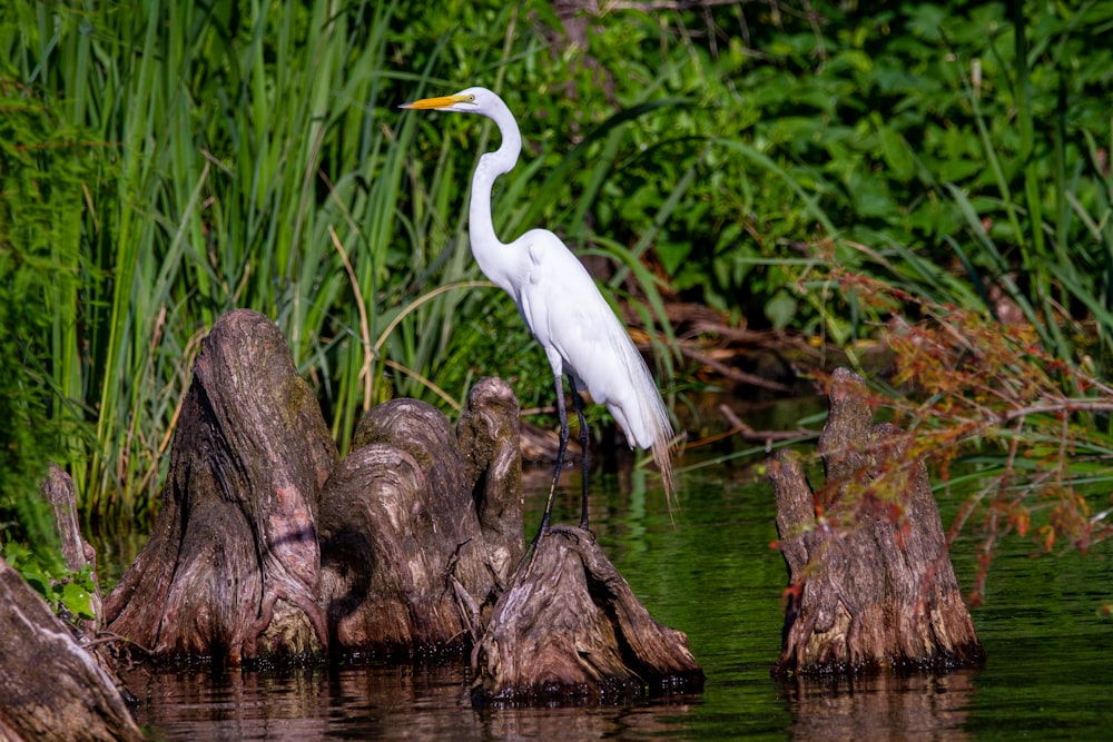 a large white bird standing on top of a tree stump
