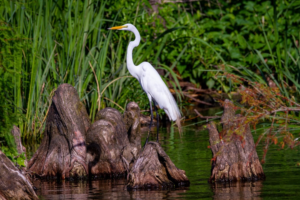 Un gran pájaro blanco parado en la cima de un tocón de árbol