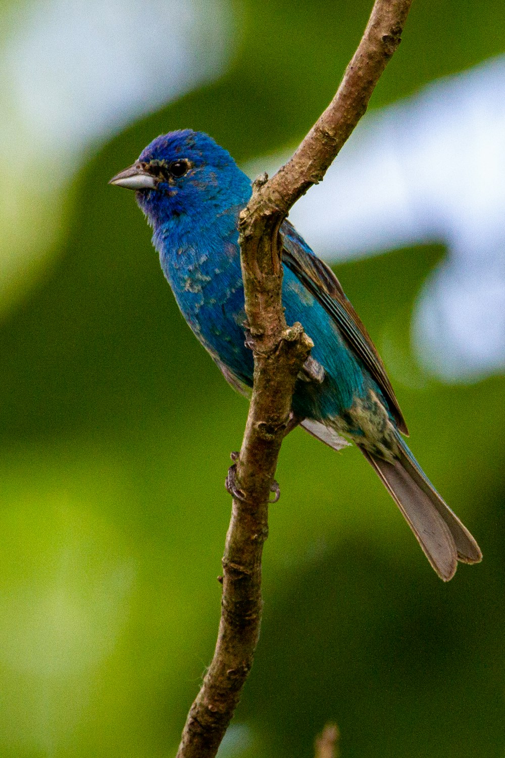 a small blue bird perched on a tree branch