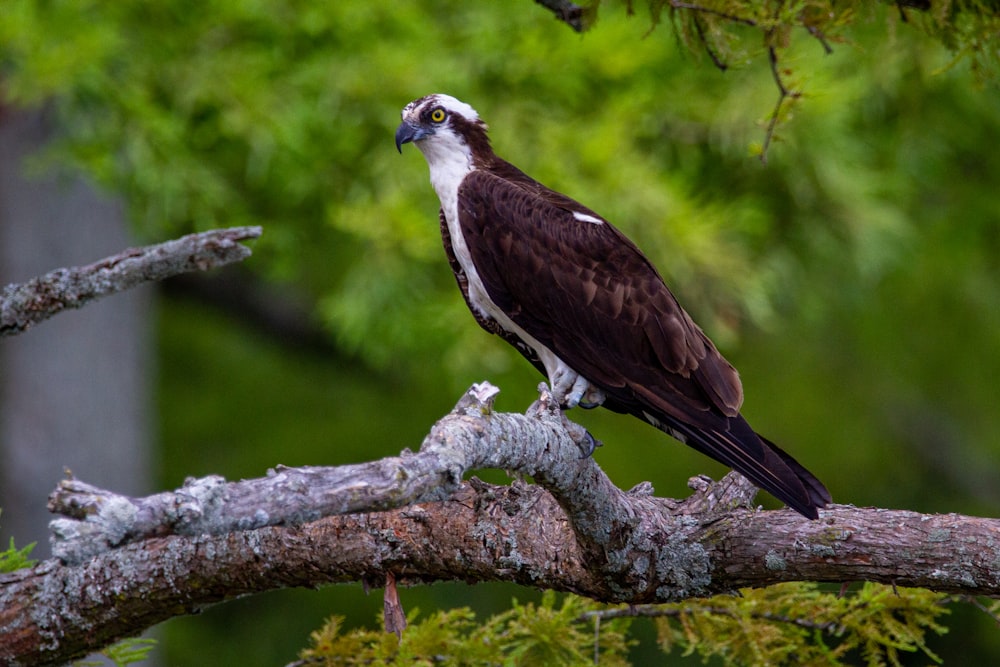 a bird perched on a branch of a tree