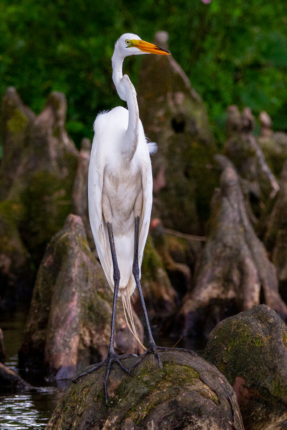 Un gran pájaro blanco parado en la cima de una roca