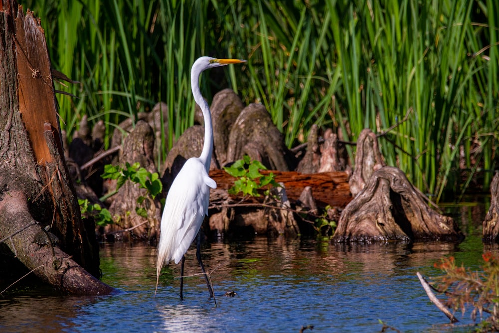 a large white bird standing in a body of water