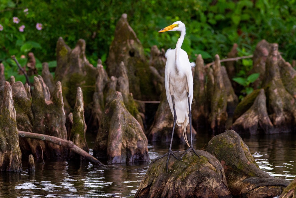 a white bird is standing on a rock in the water