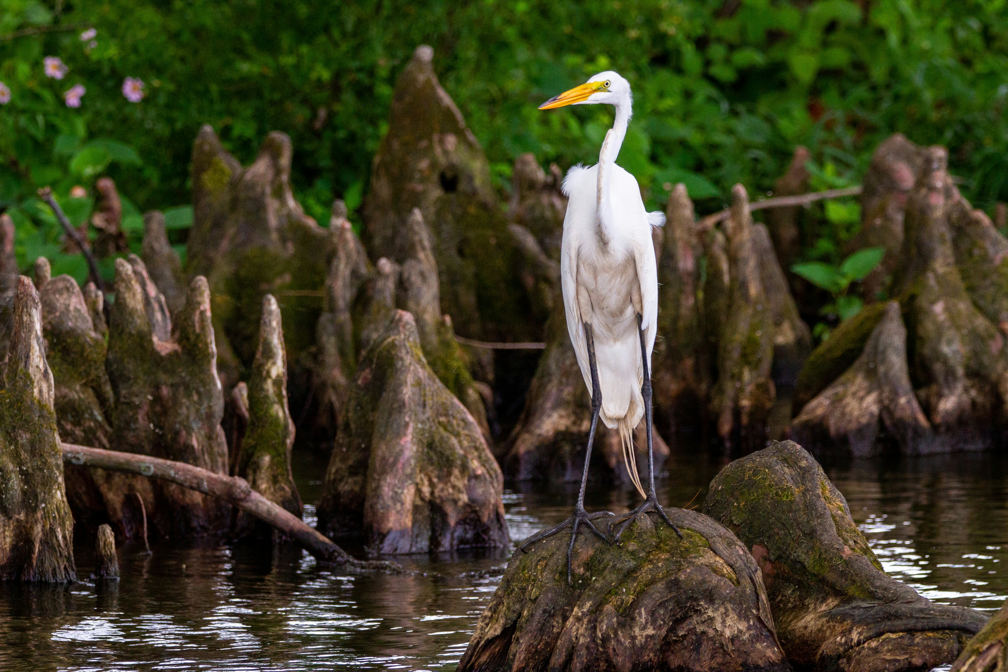 A great white egret perched on a cypress knee.