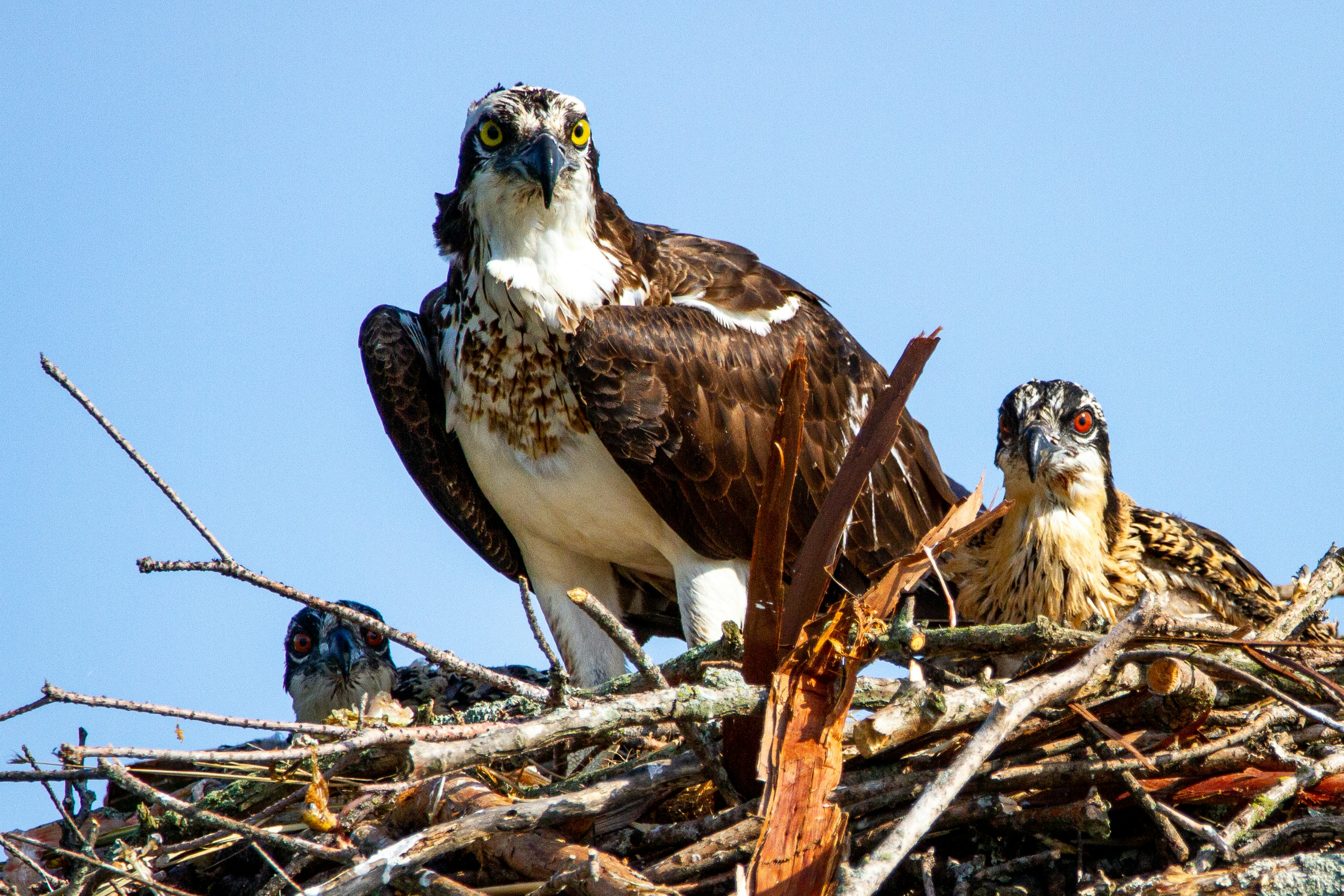 A mama osprey with her chicks in the nest.