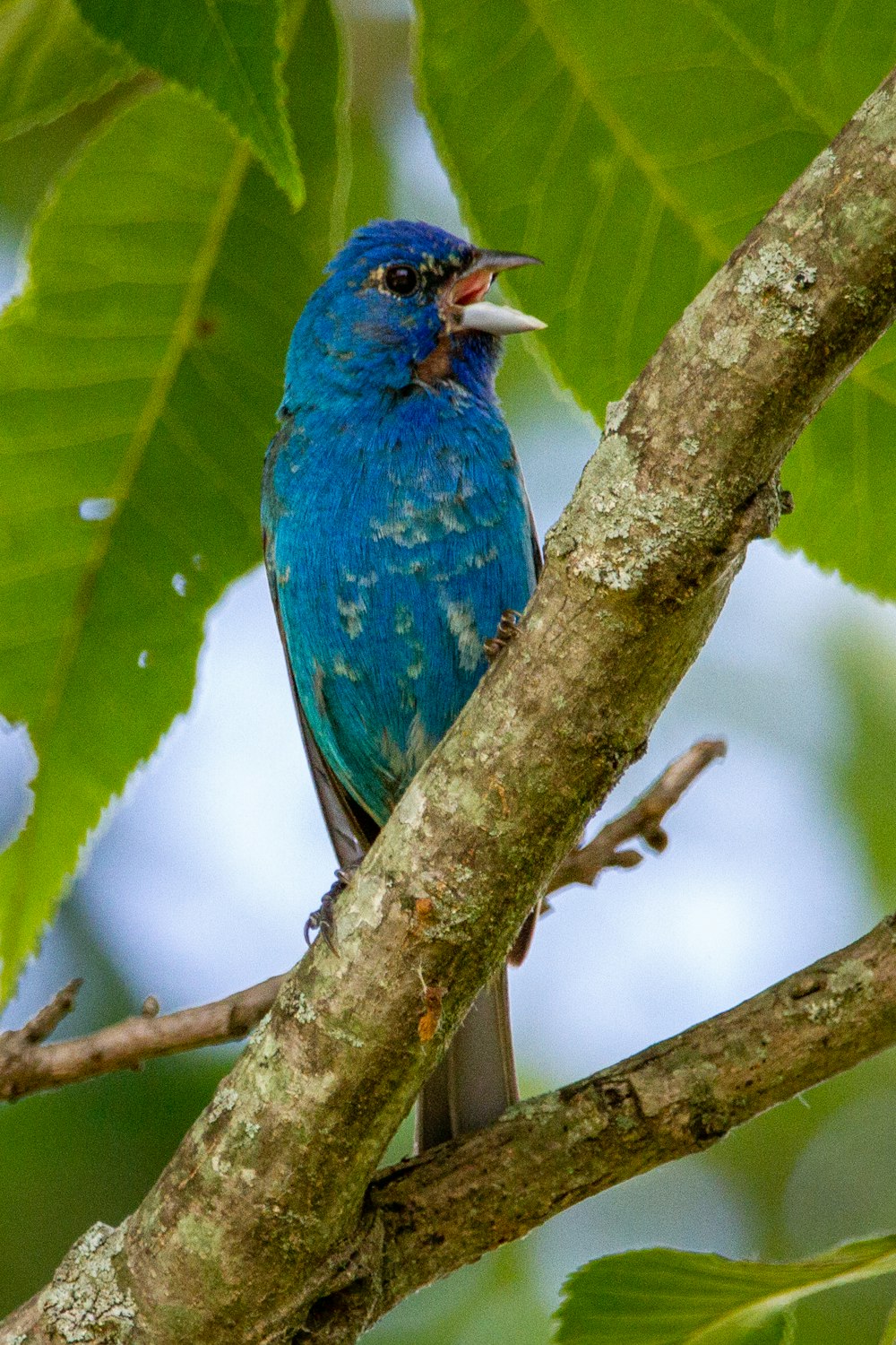 un petit oiseau bleu assis au sommet d’une branche d’arbre