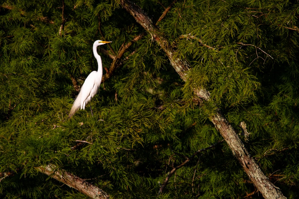 a white bird is standing in a tree