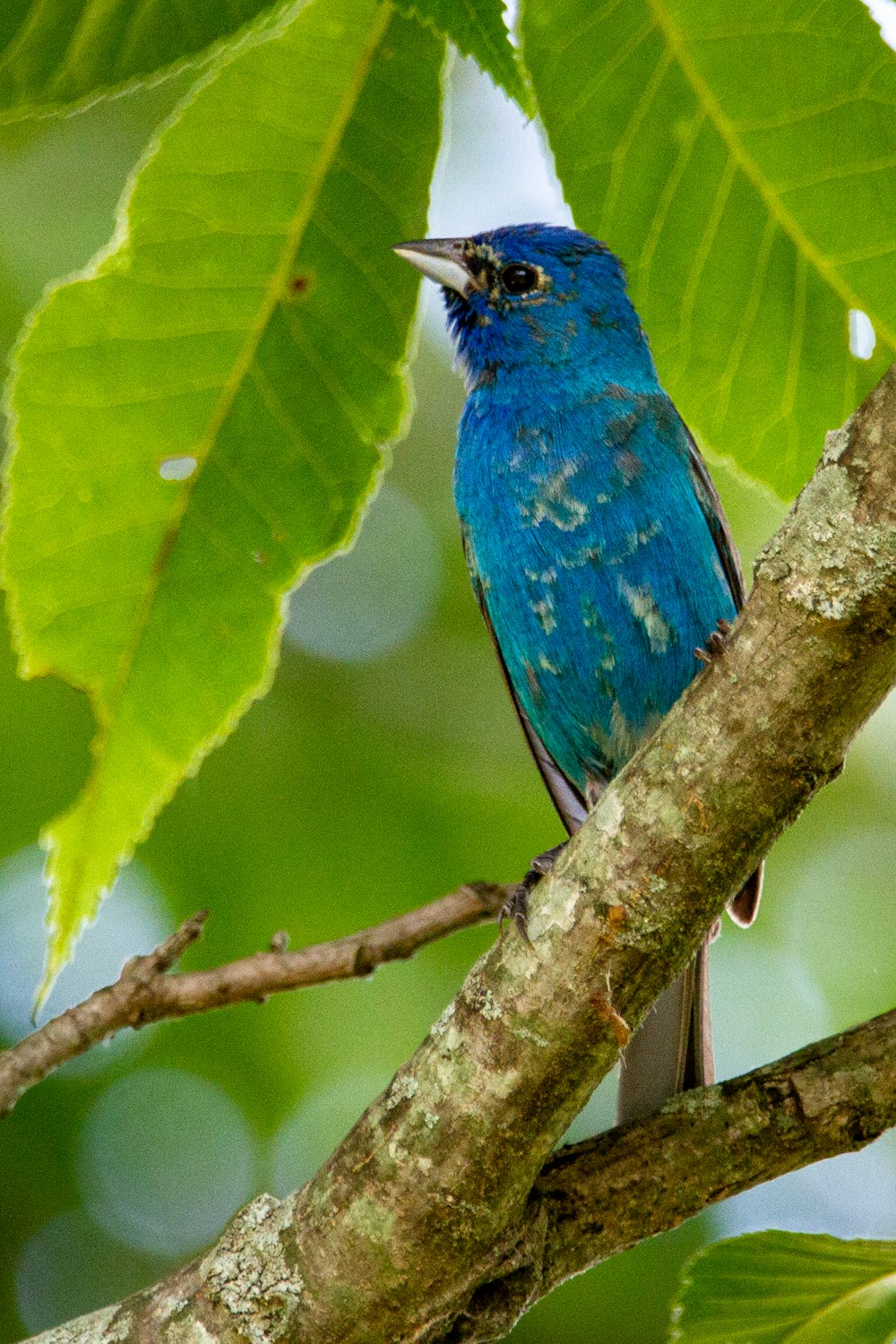 un oiseau bleu perché sur une branche d’arbre