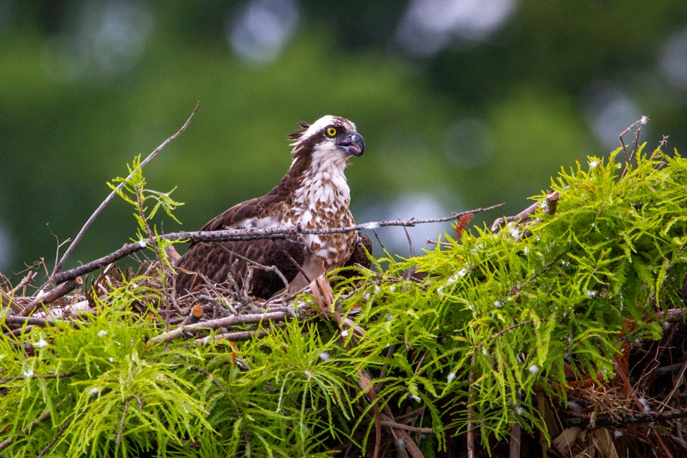 a bird sitting on top of a tree branch