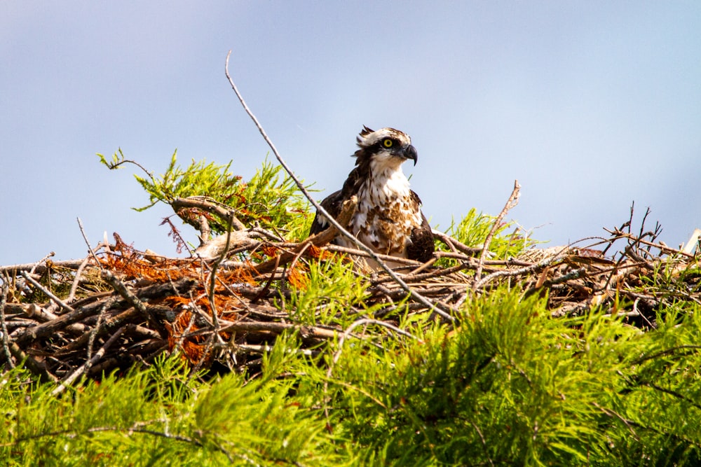 a bird sitting on top of a nest in a tree