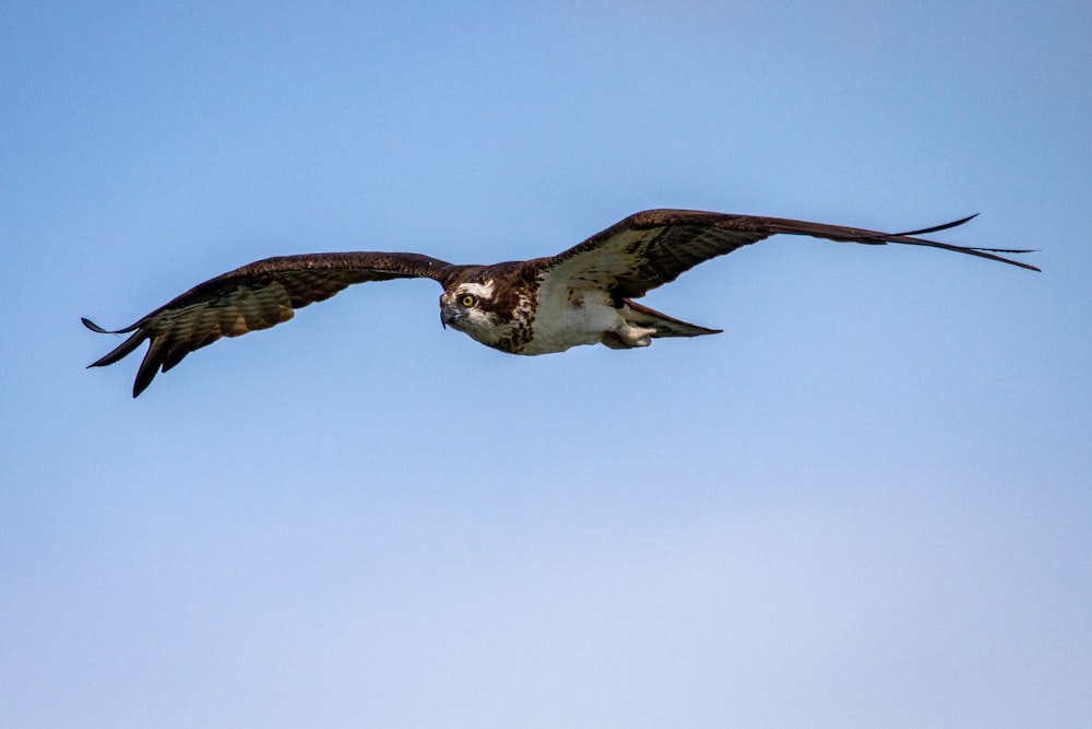 Un gran pájaro volando a través de un cielo azul