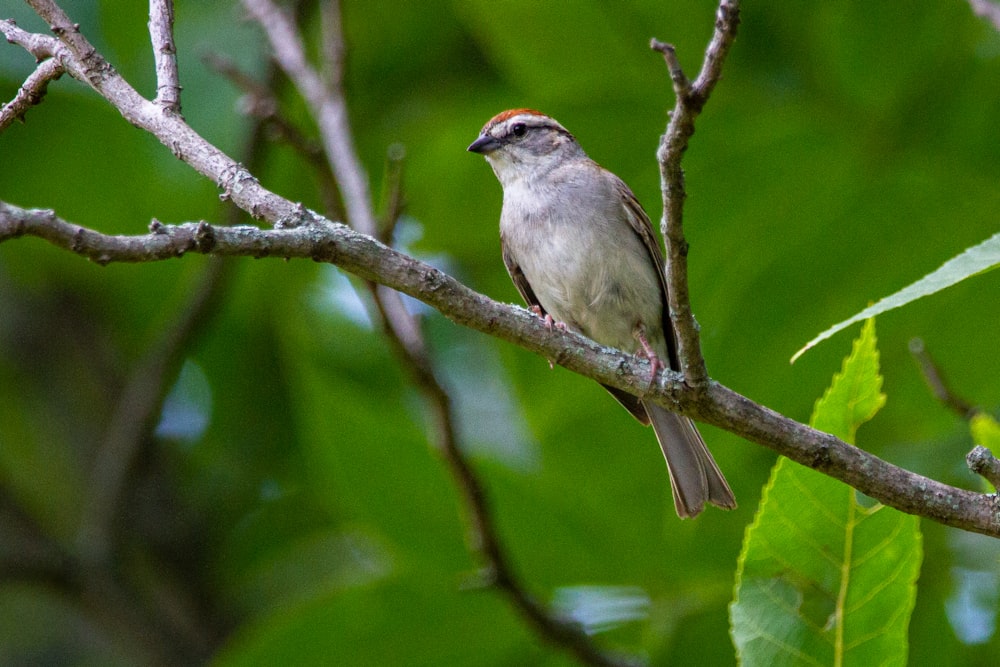 a small bird perched on a tree branch