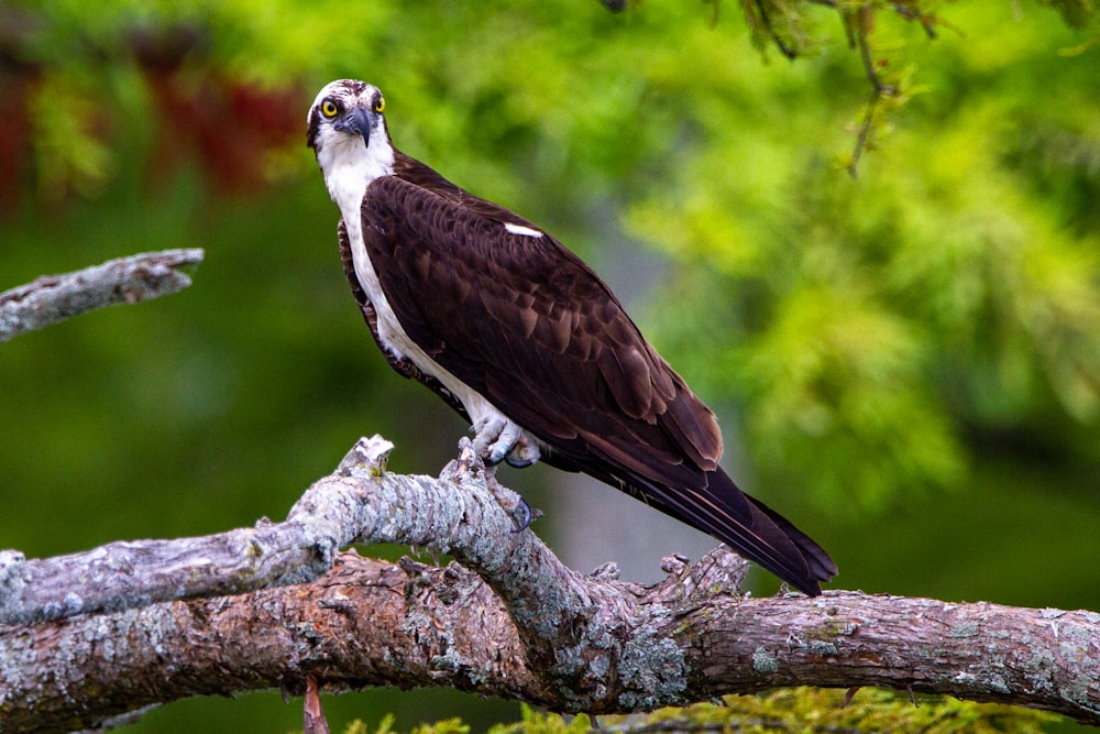 a bird perched on a branch of a tree