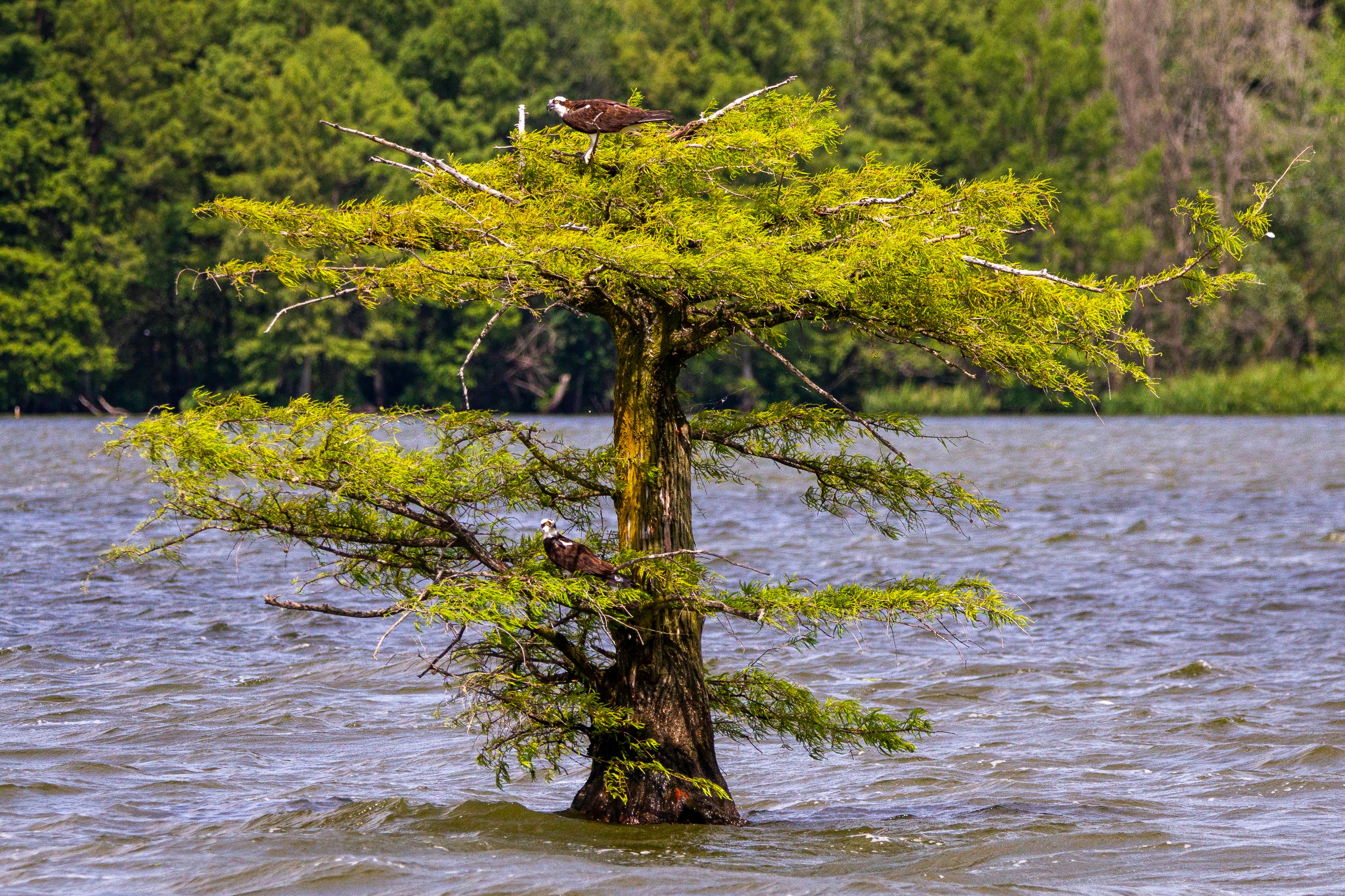 two birds perched on top of a tree in the water