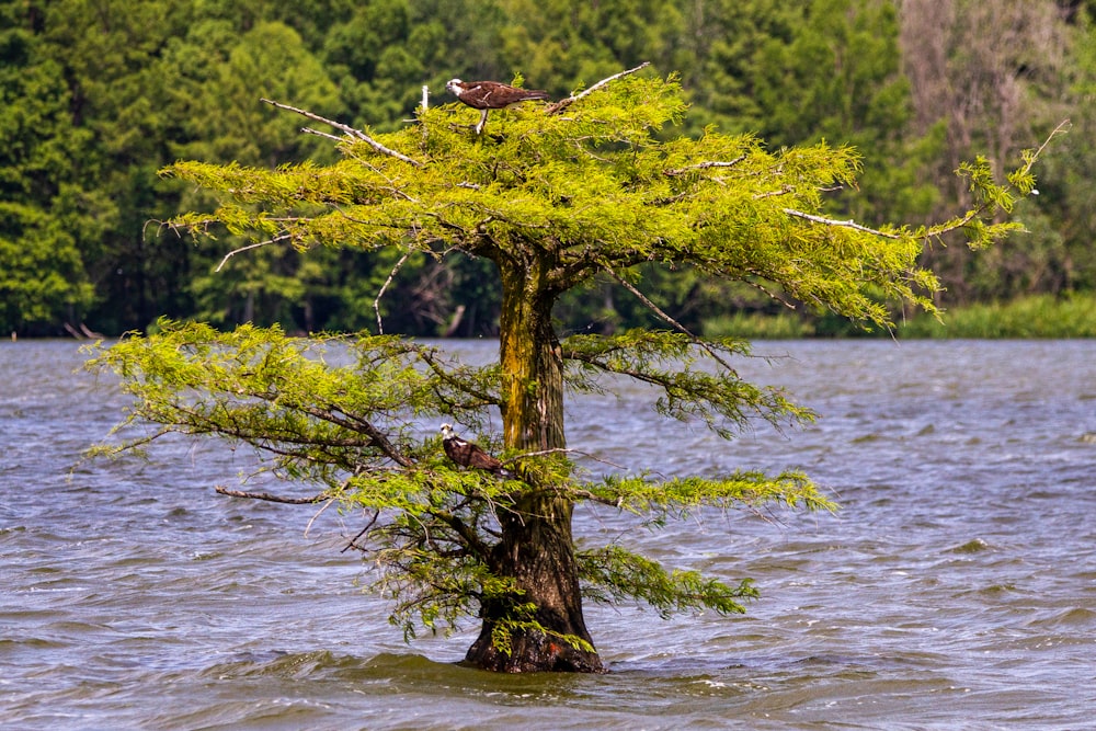 two birds perched on top of a tree in the water