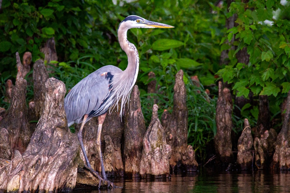 a large bird standing on top of a body of water