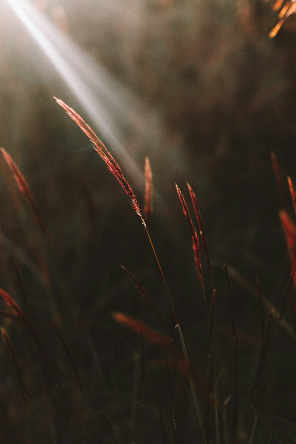 a close up of some grass with the sun in the background