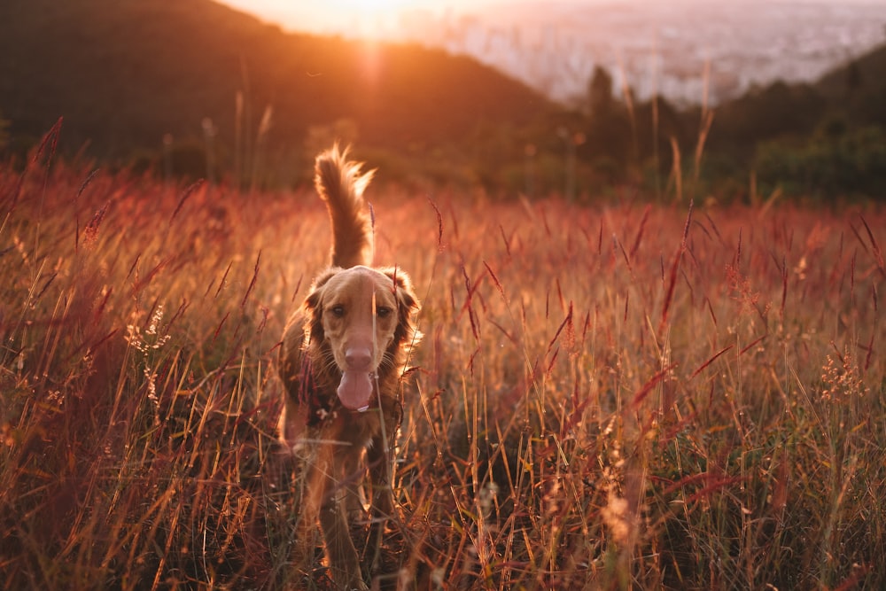 a dog standing in a field of tall grass