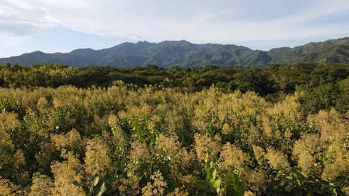 a field of yellow flowers with mountains in the background