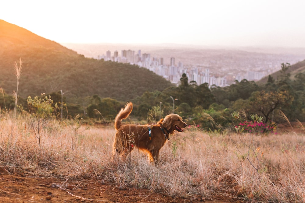 a dog standing in a field with a city in the background