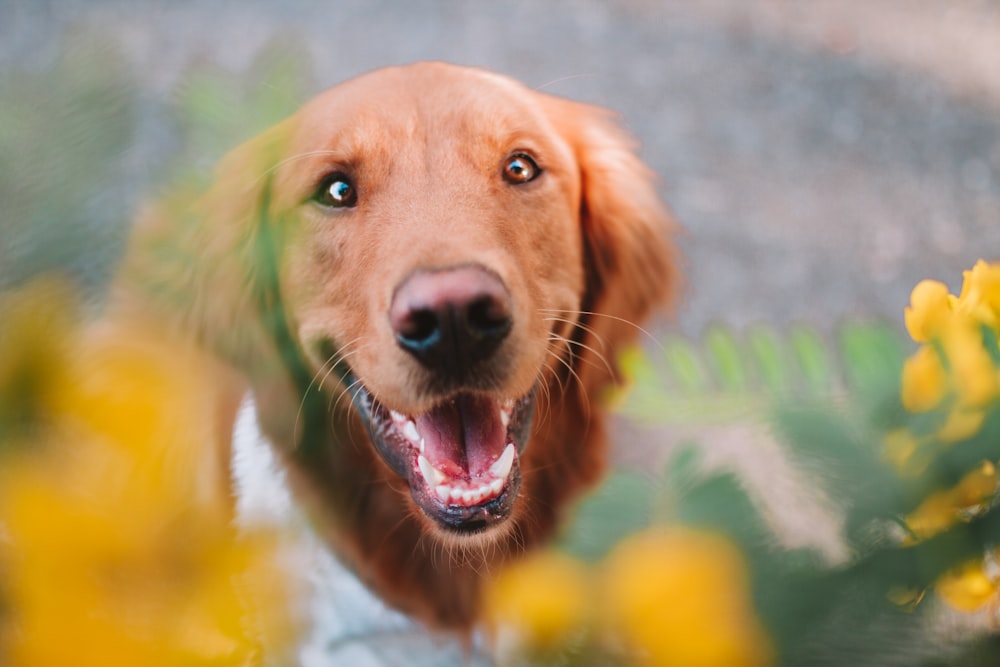 a close up of a dog with its mouth open