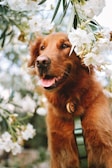 A joyful golden retriever wearing a durable, USA-made collar from Pawsome Picks.
