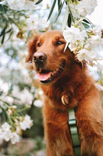A joyful golden retriever puppy playing in a sunlit garden surrounded by blooming flowers.