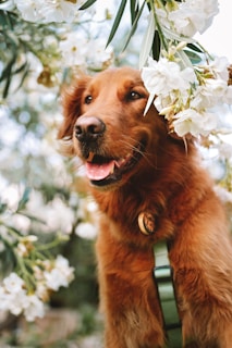 A golden retriever with a fluffy coat stands amidst lush, blooming white flowers. The dog has a joyful expression with its mouth slightly open, pink tongue visible, and its dark eyes reflecting charm. A green harness is strapped around the dog's neck.