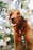 A happy golden retriever playing in a lush, green garden filled with blooming flowers.