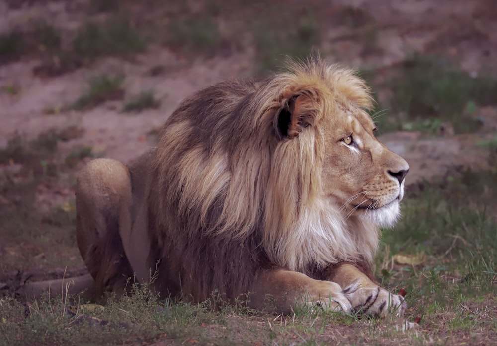 a lion laying on the ground in a field