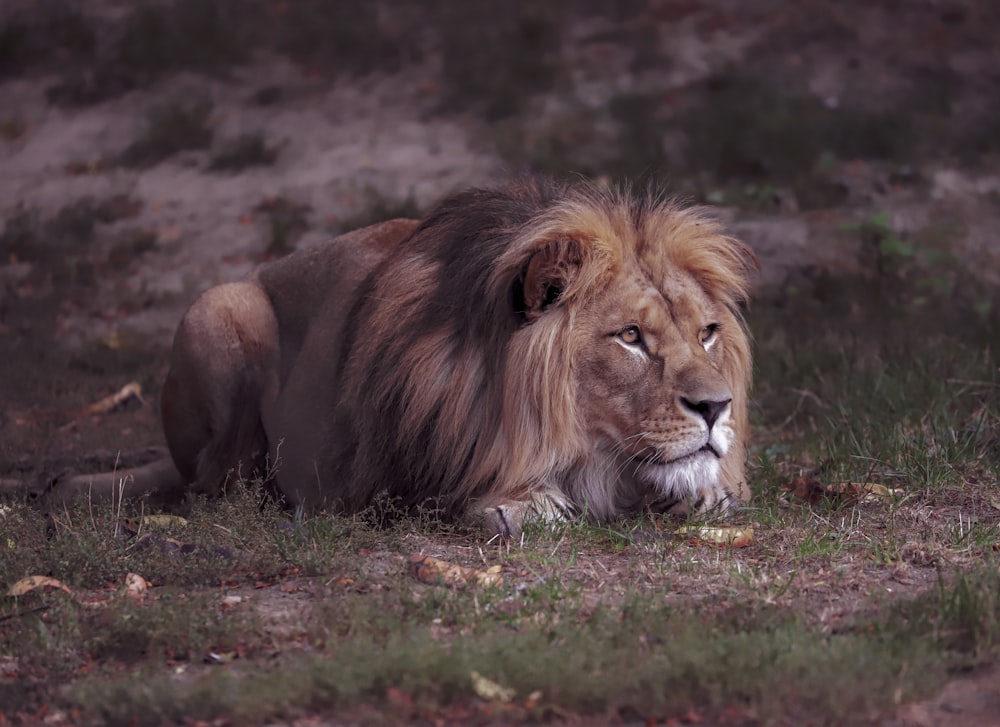 a lion laying on the ground in the grass